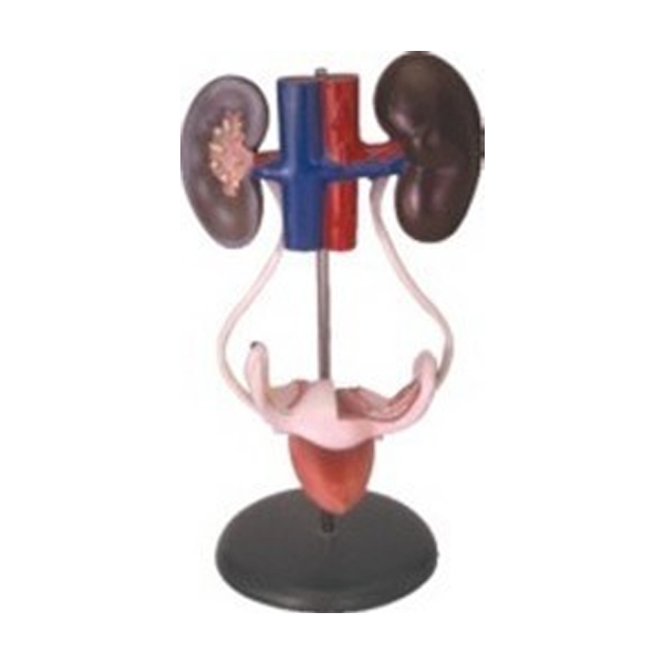 Female-Pelvic-Muscles-Organs