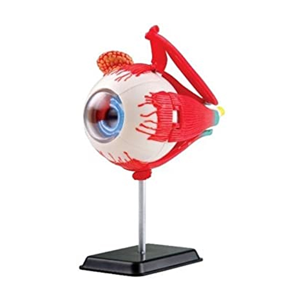Eye Ball Antomy Model