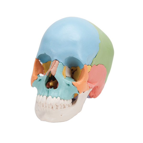 Life Size Coloured Skull
