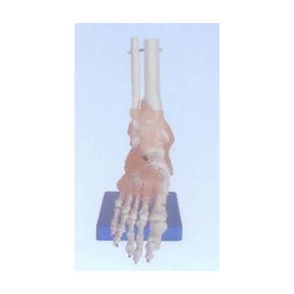 Life Size Foot Joint With Ligaments