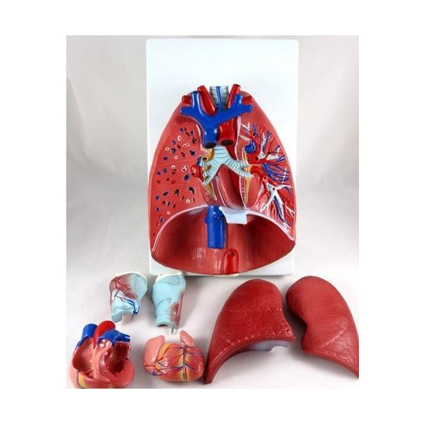 Larynx , Heart & Lungs Model