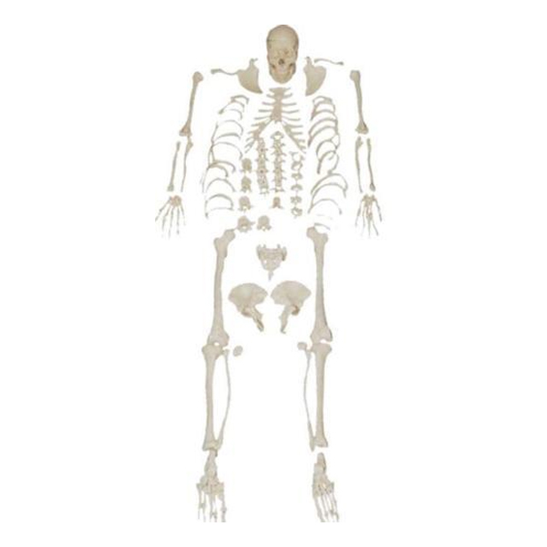 Disarticulated Skeleton