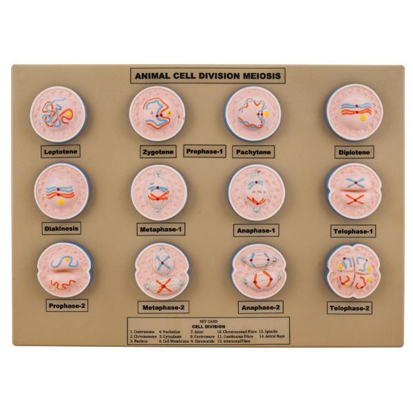 Animal Cell Division Meiosis