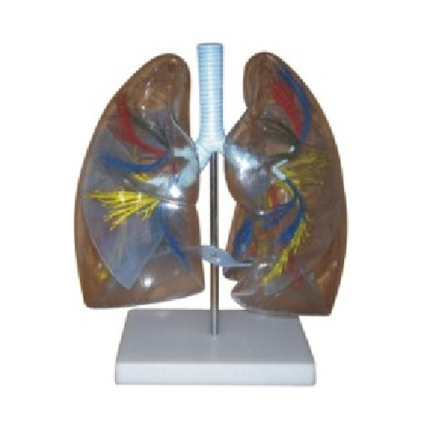 Model Of The Transparent Lung Segment