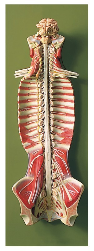 Spinal Cord In The Spinal Canal