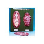 Cockroach Anatomy Model