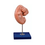 Embryo Model