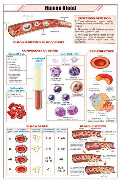 Blood Composition..