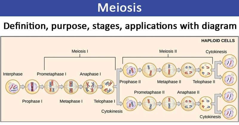 Reproduction of Sexual Cells - Meiosis