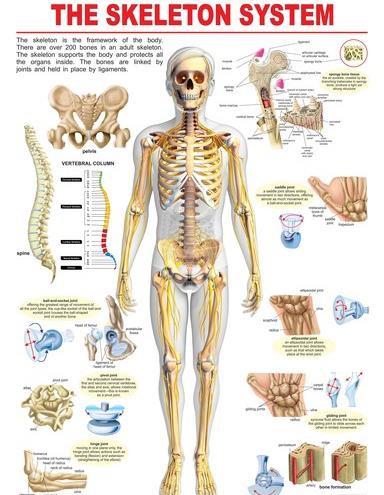 Human skeleton....