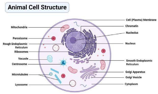 The Structure of the Animal Cell..