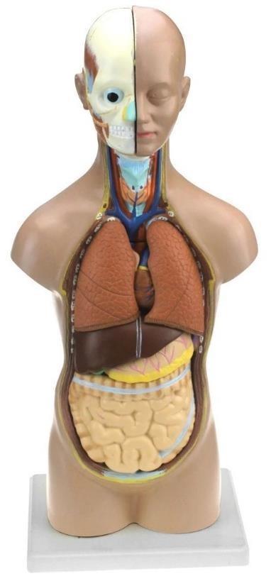 Anatomical Human Torso with Head and Removable Parts