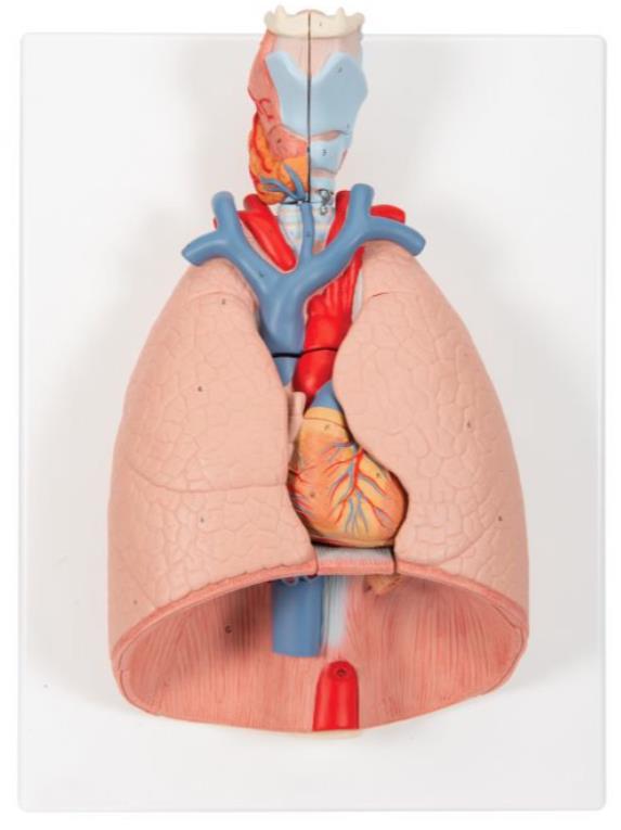 Lung Model