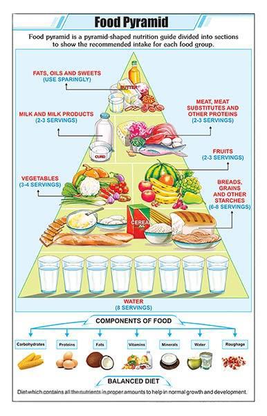 Food Pyramid