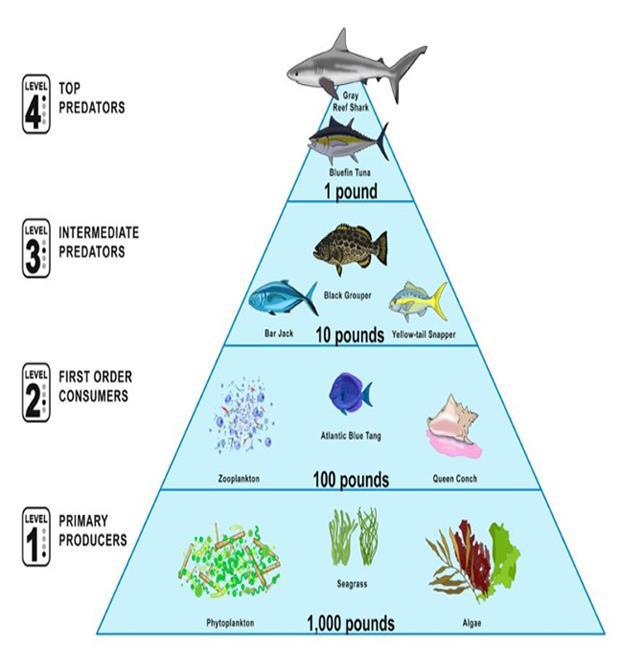 Food Pyramid in the Lake.