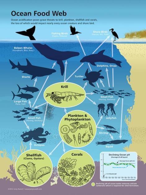 The Food Chain in the Sea