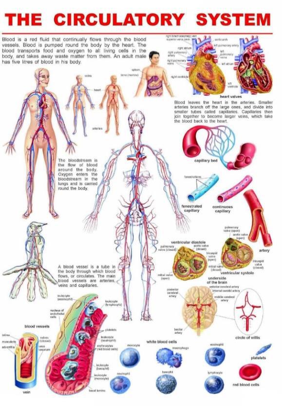 Blood Circulation System
