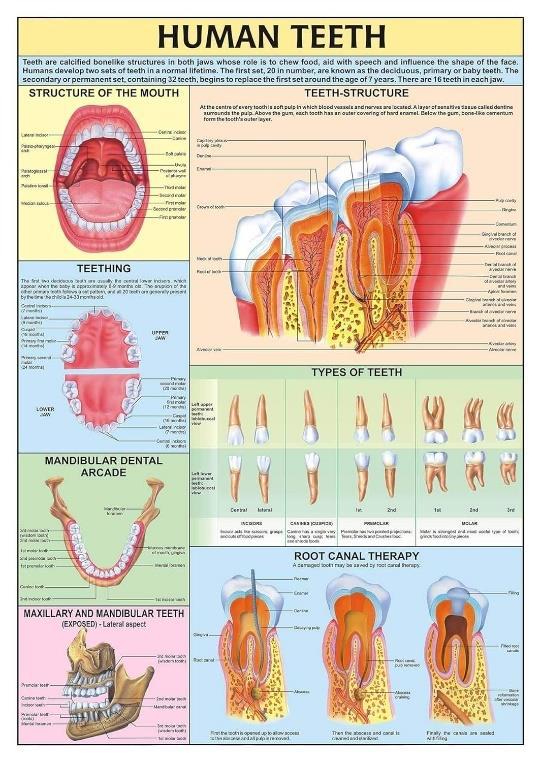 Human Teeth and their Hygiene.