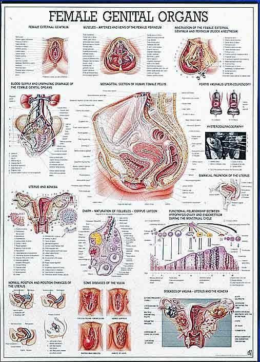 Female Genital Organs