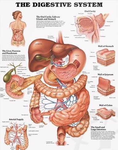 Melcia-an Auxiliary Organ of the Digestive System