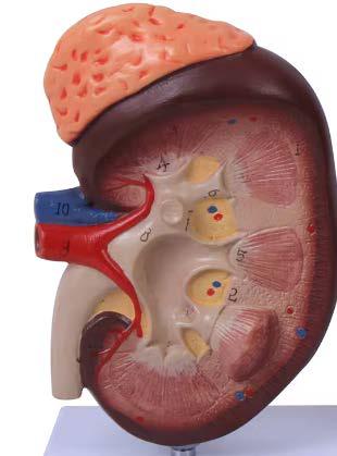The Glomeruli