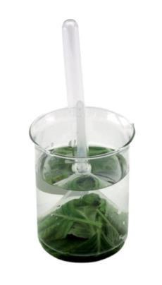 Aquatic Plant Respiration Demonstration Kit