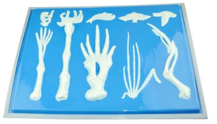 Comparison of Limbs in Vertebrates.
