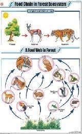 The Food Chain in the Forest