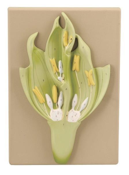 Monocotyledon Flower Pattern..