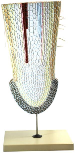 Transverse Cutting of the Root