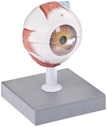 Anatomy of the Eye