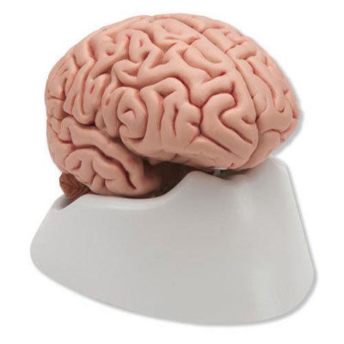 Anatomy of the Brain