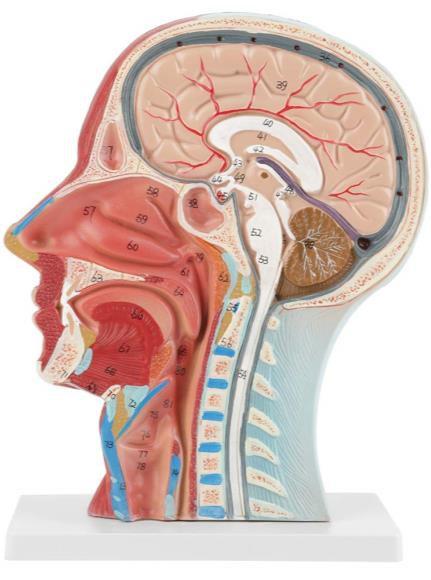 Cross Section of the Head.