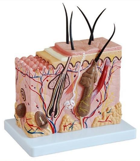 Transverse Section of the Skin