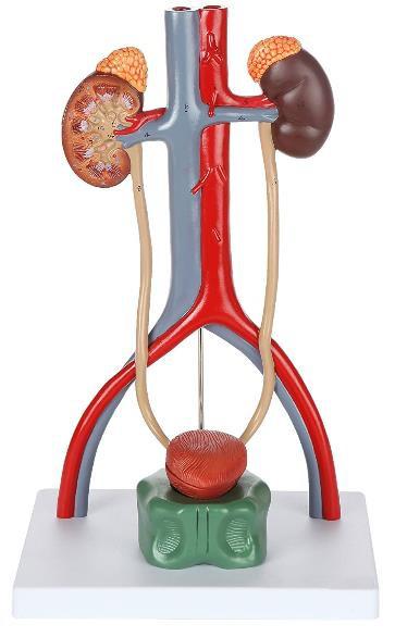 Urinary System.
