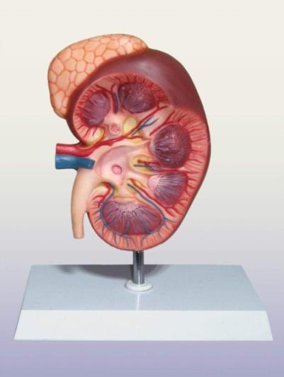 Kidney.