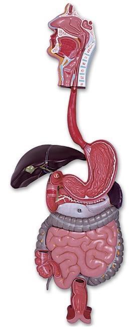 Digestive System..