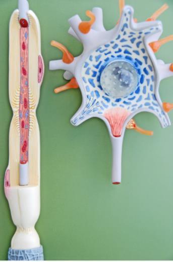Neuron Model.