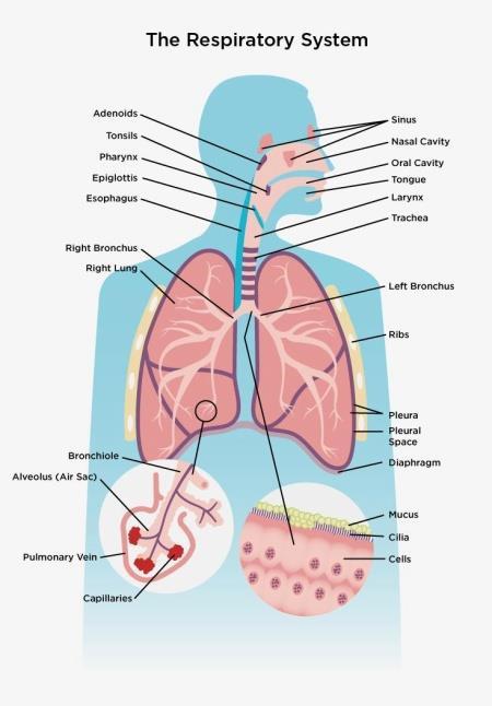 Respiratory Apparatus.