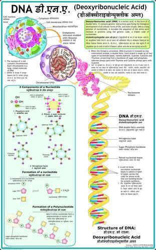 The Structure of DNA.