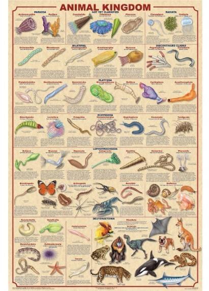 The Evolution of the Animal World.