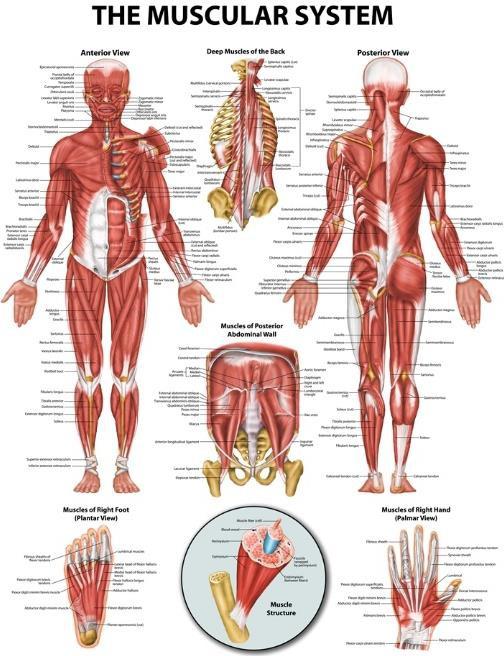 Human Muscles..