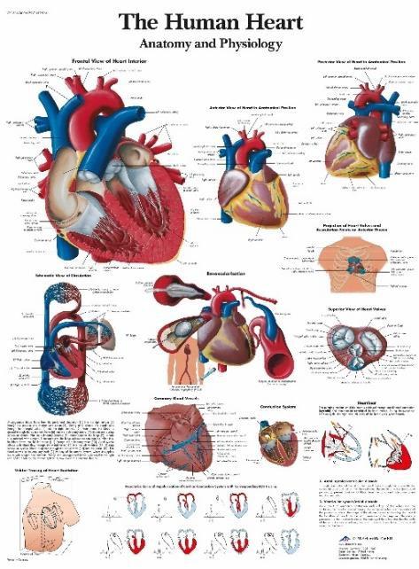 External View of the Heart.