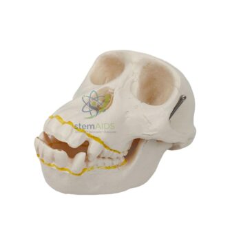 Adult Chimpanzee Skull - Biology Lab Products | STEMAids