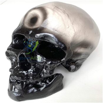Cro Magnon Skull Eco - Biology Lab Products | STEMAids