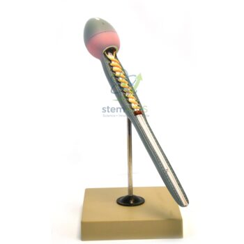 Model of Human Sperm Cell - Biology Lab Products | STEMAids