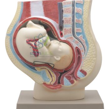 Pregnant Woman's Belly - Biology Lab Products | STEMAids