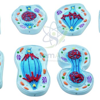 Model of a Cell in Mitosis - Biology Lab Products | STEMAids
