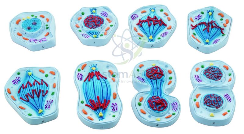 Model of a Cell in Mitosis 1 Model of a Cell in Mitosis - Biology Lab Products | STEMAids