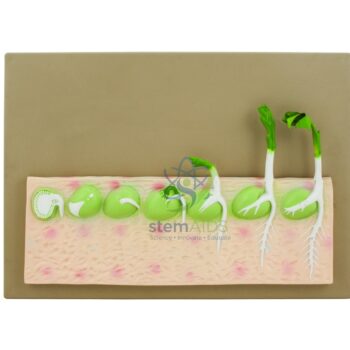 Pea Seed Germination Model - Biology Lab Products | STEMAids